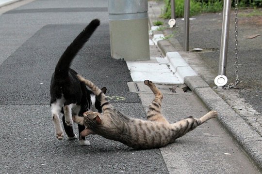 街のねこたち