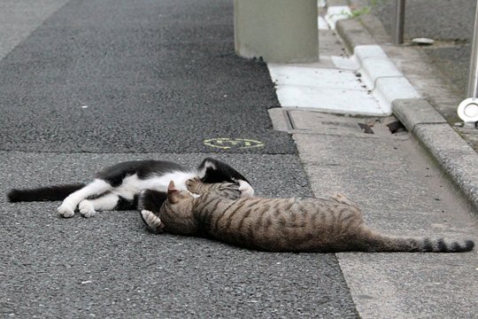 街のねこたち