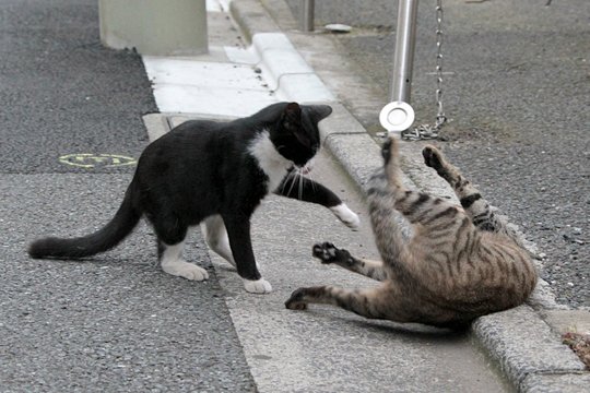 街のねこたち