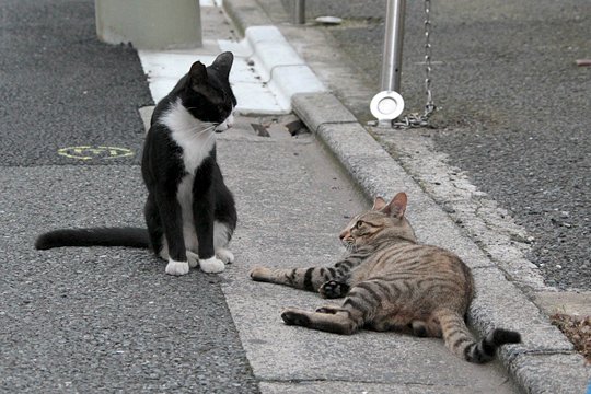 街のねこたち