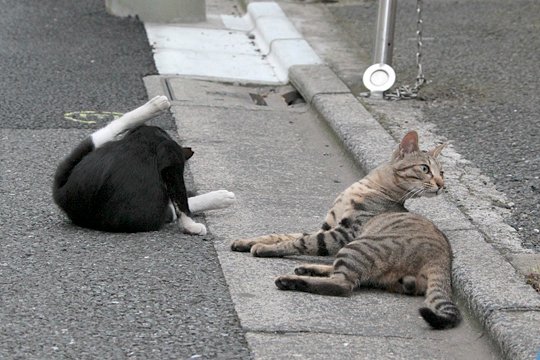 街のねこたち