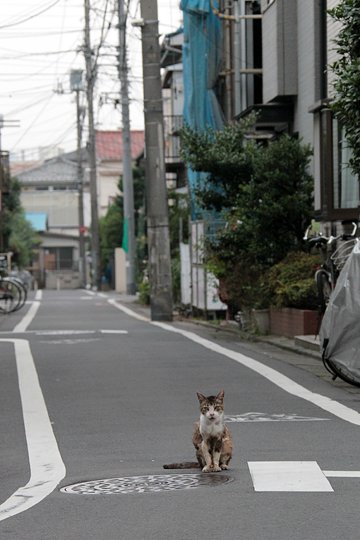 街のねこたち