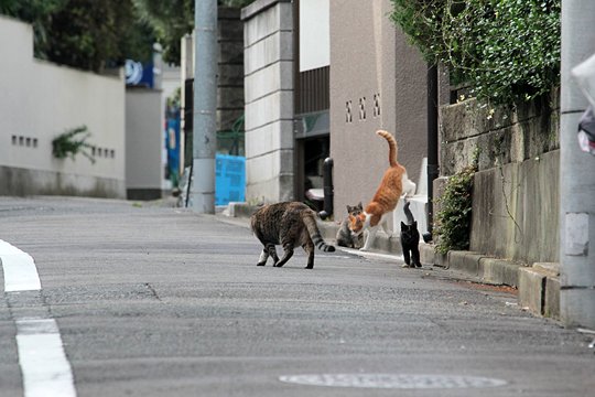 街のねこたち
