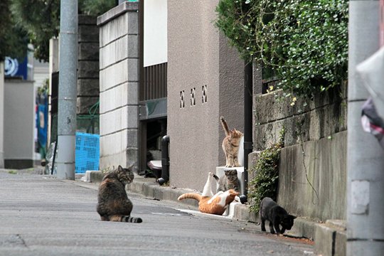 街のねこたち