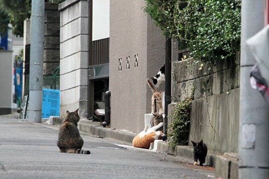 街のねこたち