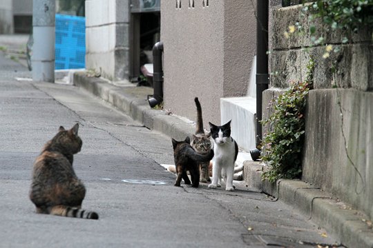 街のねこたち