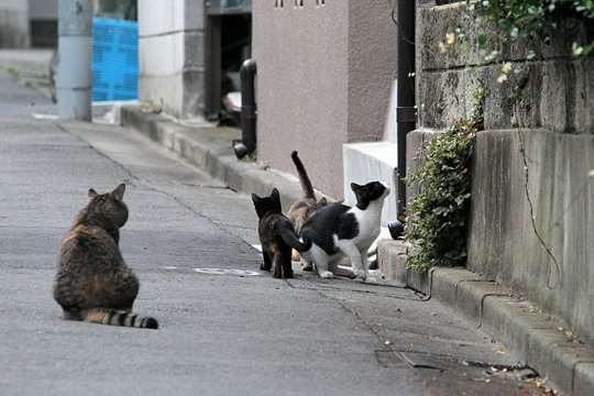 街のねこたち