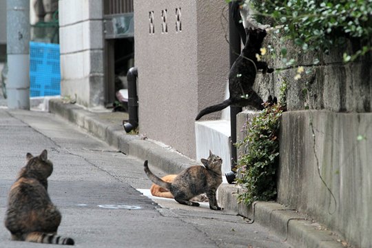 街のねこたち
