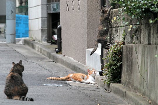 街のねこたち