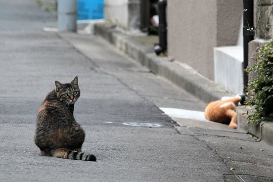 街のねこたち