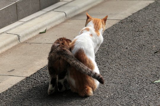 街のねこたち