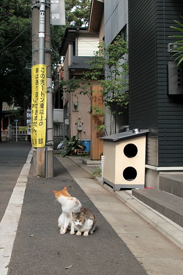 街のねこたち