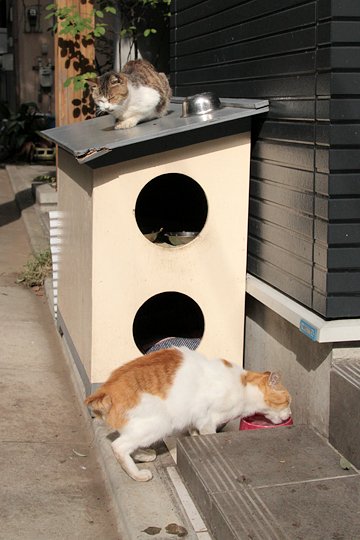 街のねこたち