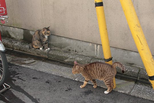 街のねこたち