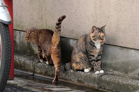 街のねこたち