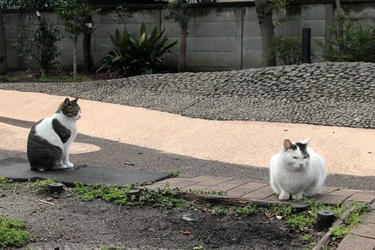 街のねこたち