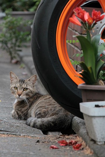 街のねこたち