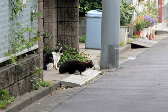 街のねこたち