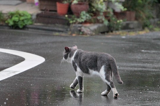 街のねこたち