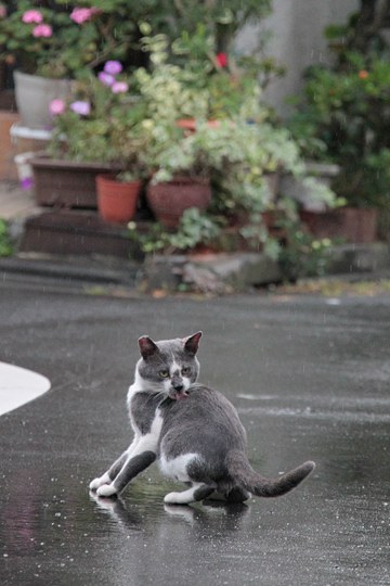 街のねこたち