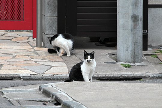 街のねこたち