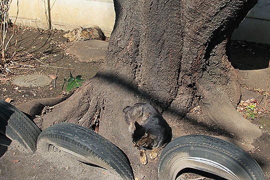 街のねこたち