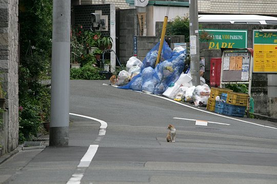 街のねこたち