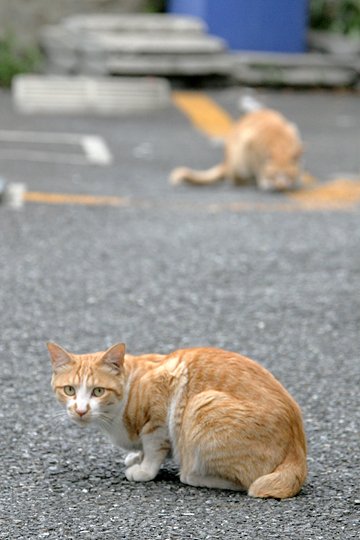 街のねこたち