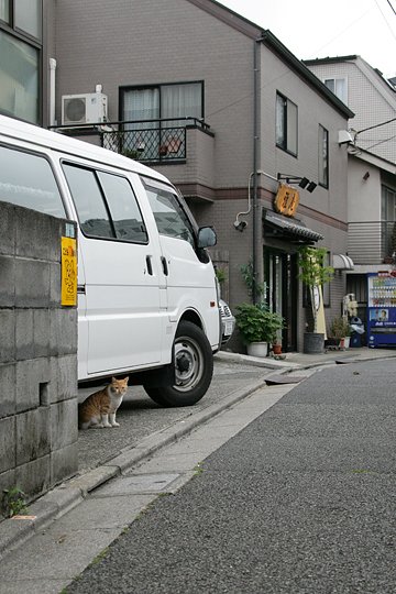 街のねこたち