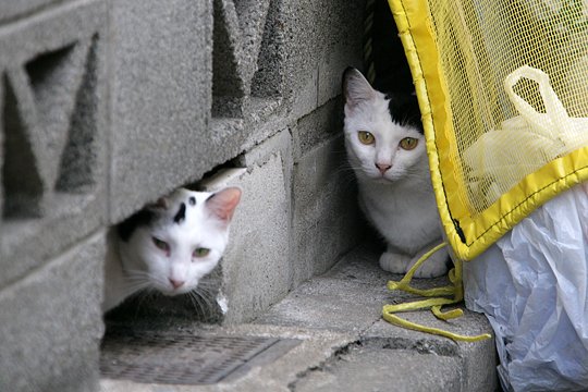 街のねこたち