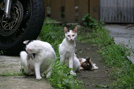 街のねこたち