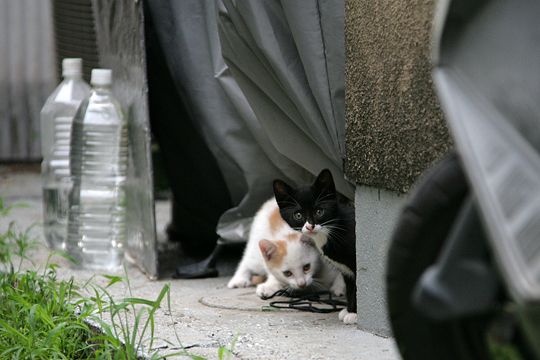 街のねこたち