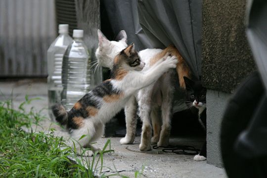 街のねこたち