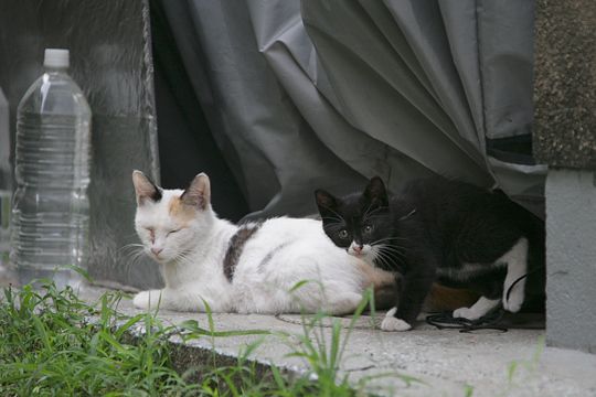 街のねこたち