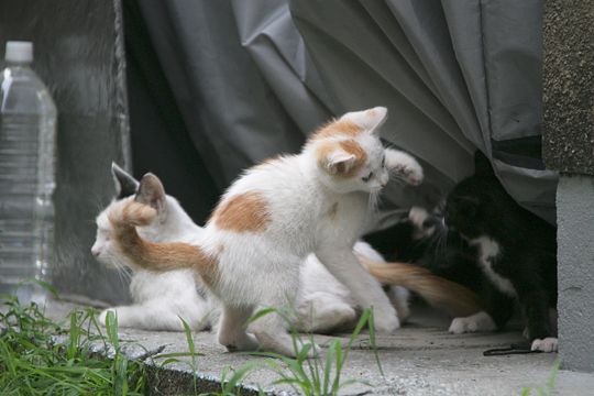 街のねこたち