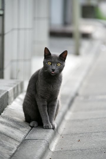 街のねこたち