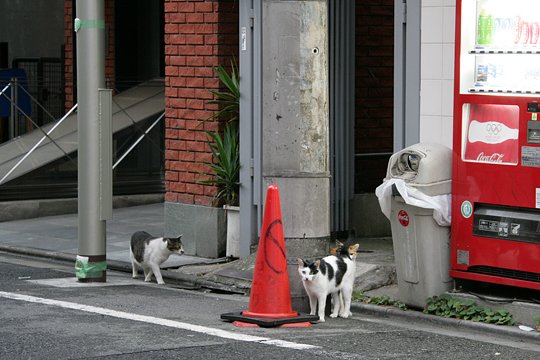街のねこたち