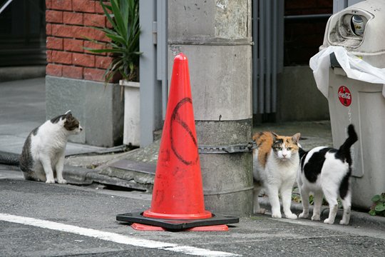 街のねこたち
