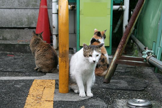 街のねこたち
