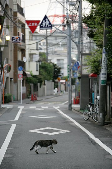 街のねこたち