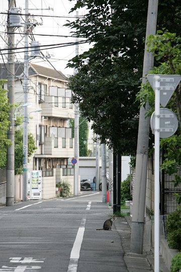 街のねこたち