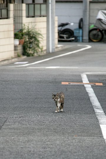 街のねこたち