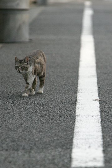 街のねこたち