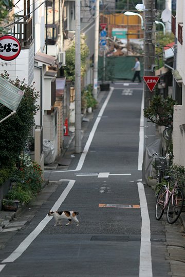 街のねこたち