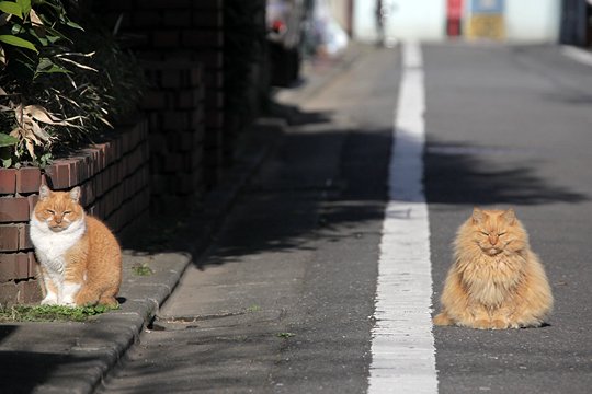 街のねこたち