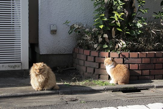 街のねこたち