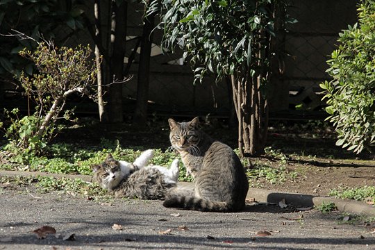 街のねこたち