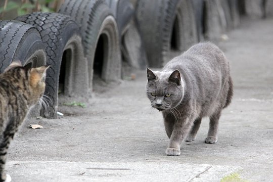 街のねこたち