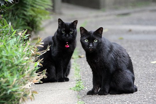 街のねこたち