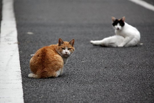 街のねこたち